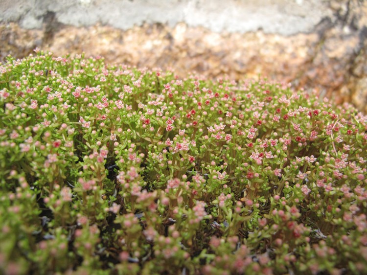 Crassula vaillantii